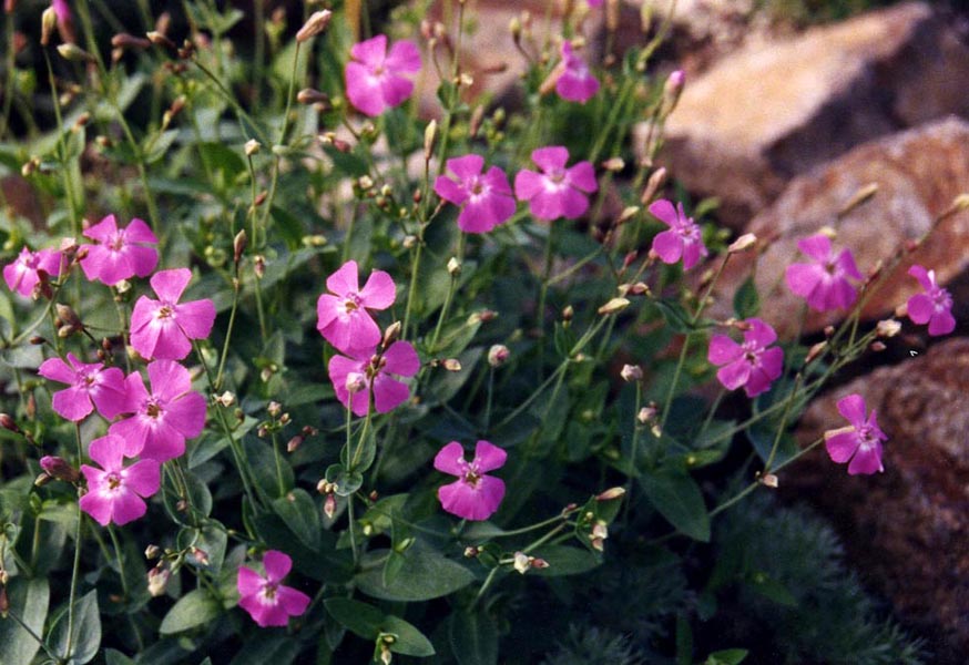 Petrocoptis glaucifolia photo
